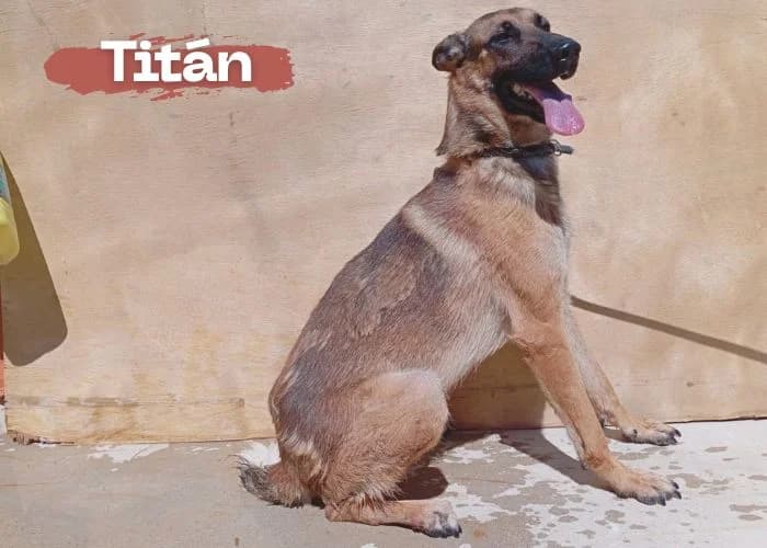 Titán, male 3yo Belgian Malinois for adoption at Centro Canino Resurja, Jaén