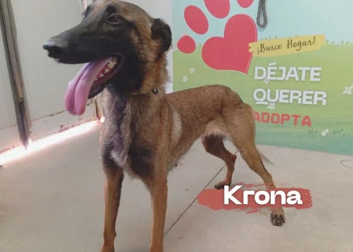 Krona, female young Belgian Malinois for adoption at Centro Canino Resurja, Jaén