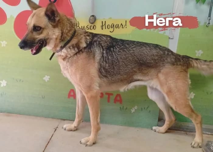 Hera, female 4yo German Shepherd for adoption at Centro Canino Resurja, Jaén