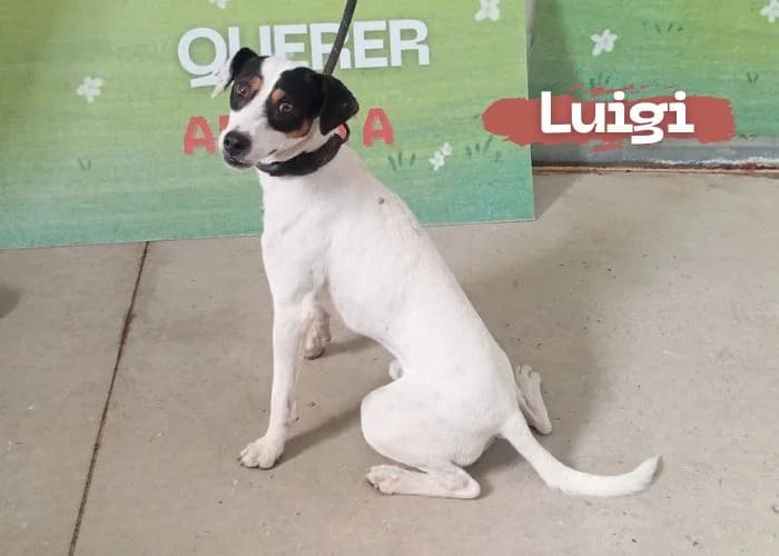 Luigi, male young mixed breed for adoption at Centro Canino Resurja, Jaén