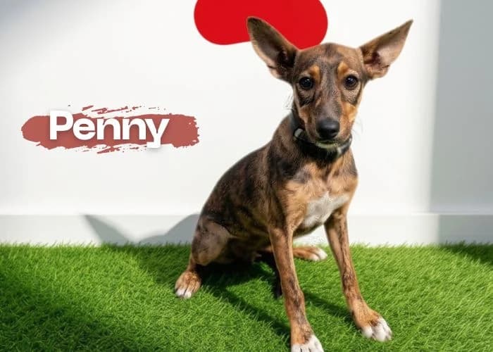 PENNY, female mixed breed for adoption at Centro Canino Resurja, Jaén