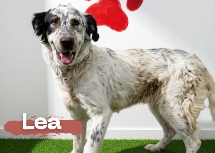 LEA, female young mixed breed for adoption at Centro Canino Resurja, Jaén