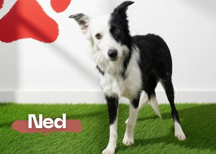 NED, male young Border Collie for adoption at Centro Canino Resurja, Jaén