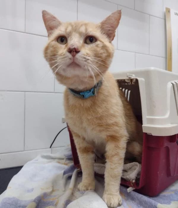Jefe Pomelo, male 4yo mixed breed for adoption at CES Sant Feliu (adoptaungatito.es)