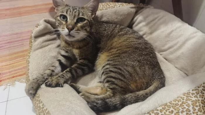 Timmy, male 5yo mixed breed for adoption at CES Sant Feliu (adoptaungatito.es)