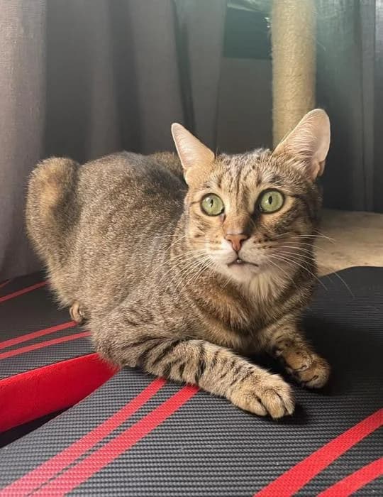 Timmy, male 6yo mixed breed for adoption at CES Sant Feliu (adoptaungatito.es)