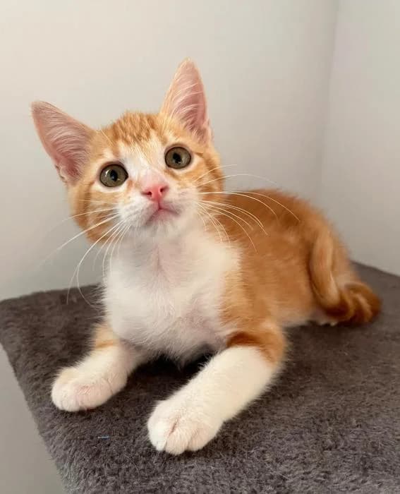 Momo, male puppy mixed breed for adoption at CES Sant Feliu (adoptaungatito.es)