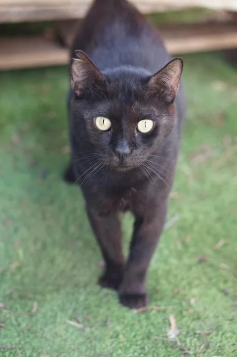 Tobias, male young Mixed Breed for adoption at CES Sant Feliu (adoptaungatito.es)