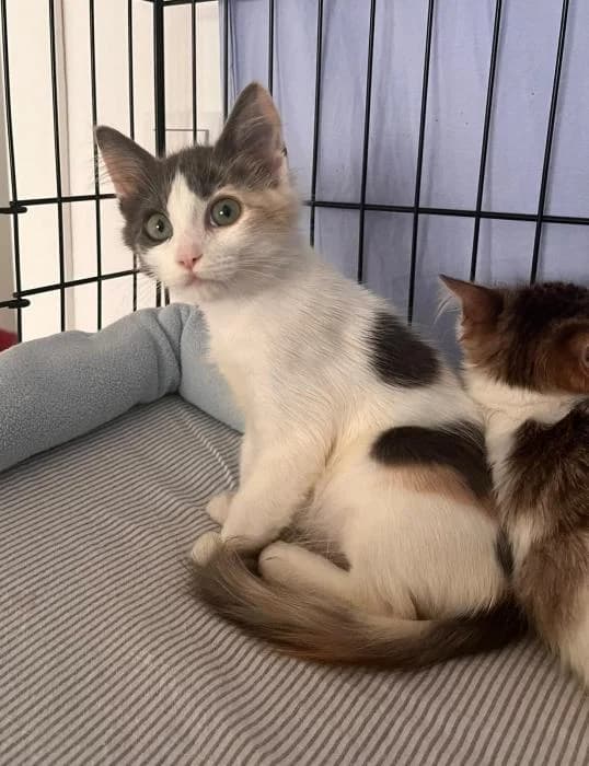 Cactus, female puppy mixed breed for adoption at CES Sant Feliu (adoptaungatito.es)