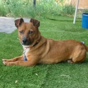 JACOBO, Mixed Breed for adoption at Chuchos GR