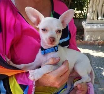 LUISITO, Mixed Breed for adoption at Chuchos GR