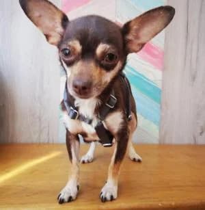 CLARITA, Mixed Breed for adoption at Chuchos GR