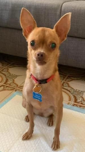 CHINI, Mixed Breed for adoption at Chuchos GR