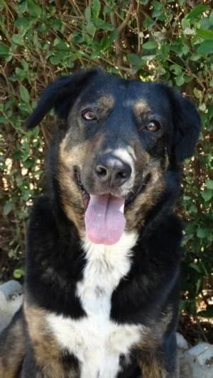 TOM, Mixed Breed for adoption at Chuchos GR