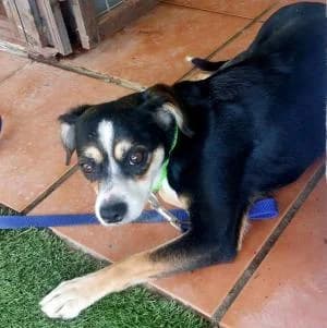 LUCIANA, Mixed Breed for adoption at Chuchos GR