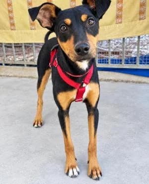 CHANQUETE, Mixed Breed for adoption at Chuchos GR
