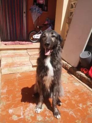 LOKI, Mixed Breed for adoption at Chuchos GR