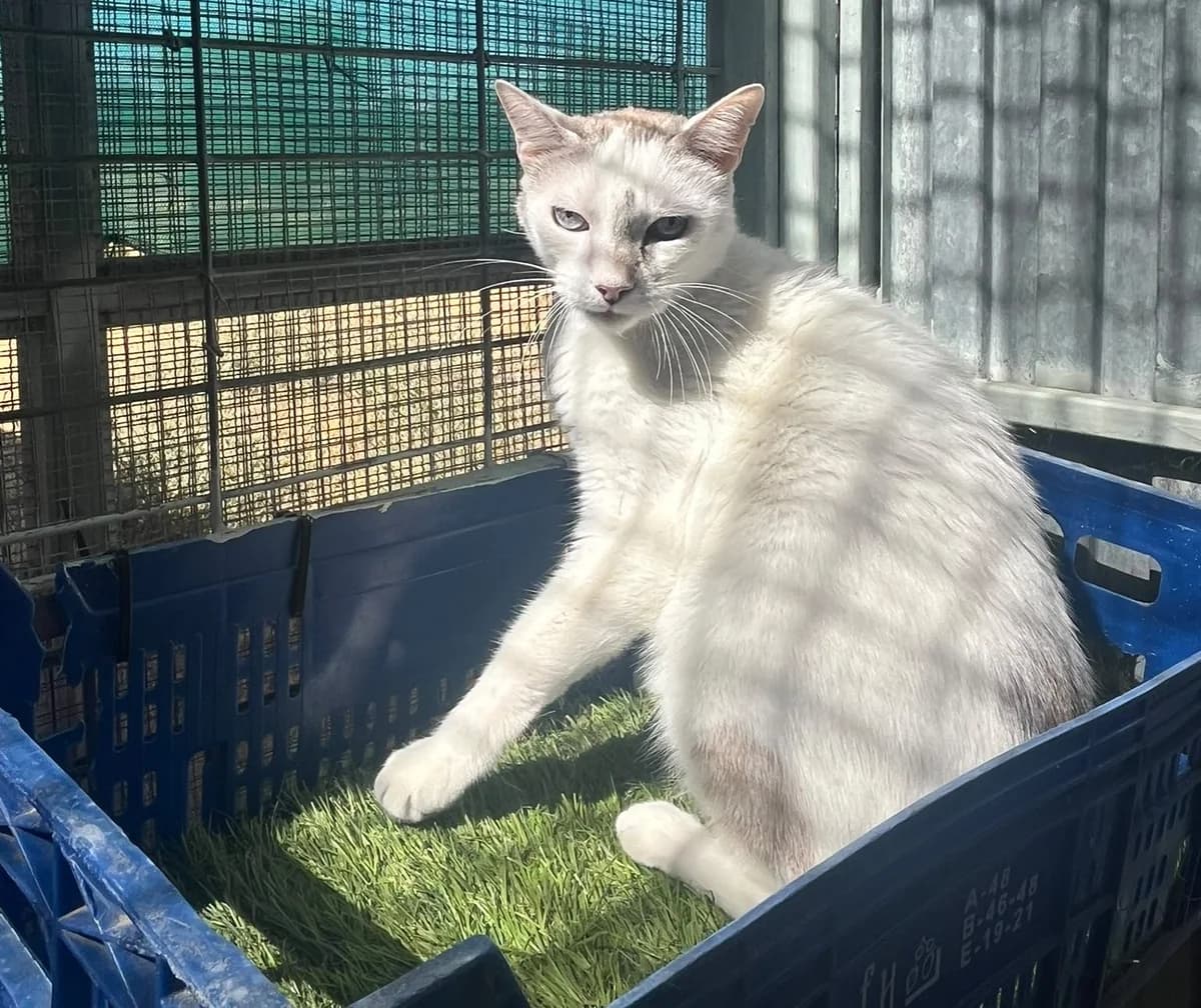 APOLO, male 7yo European Shorthair for adoption at CICAM