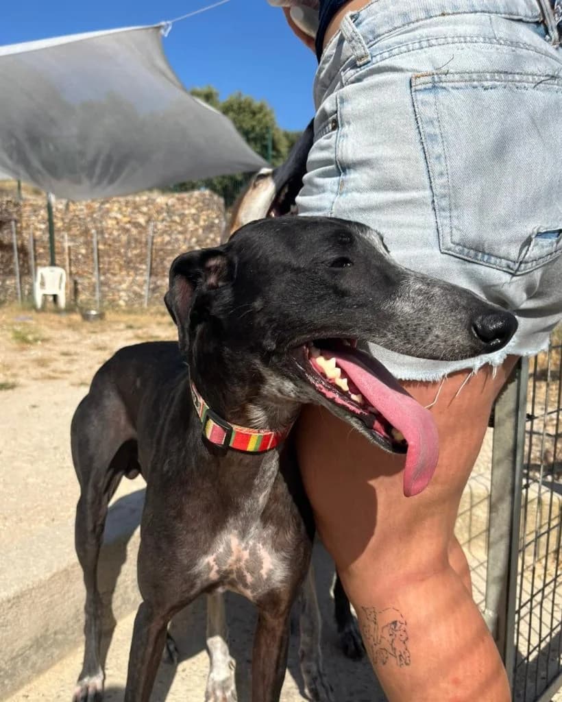 ARAMIS, male 3yo Galgo Español for adoption at CICAM
