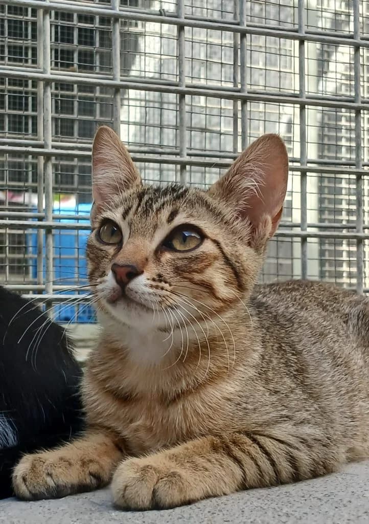 BAMBÚ, male puppy European Shorthair for adoption at CICAM