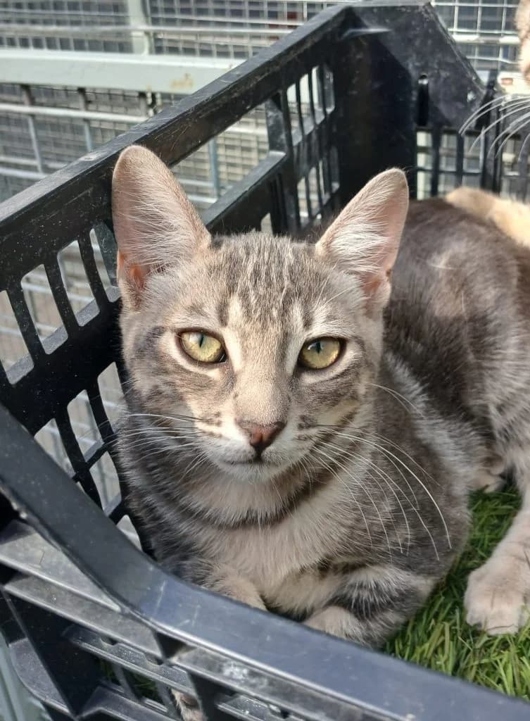 CAMELIA, female puppy European Shorthair for adoption at CICAM