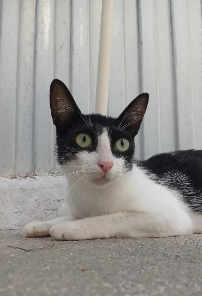CIRUELA, female young European Shorthair for adoption at CICAM