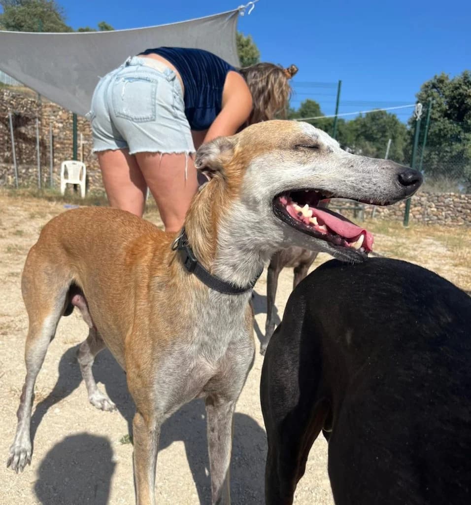 DARTAÑAN, male 3yo Galgo Español for adoption at CICAM