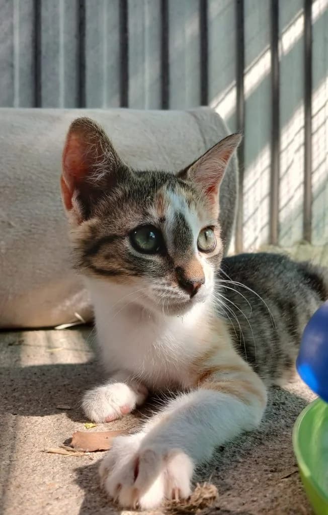 MAFALDA, female puppy European Shorthair for adoption at CICAM