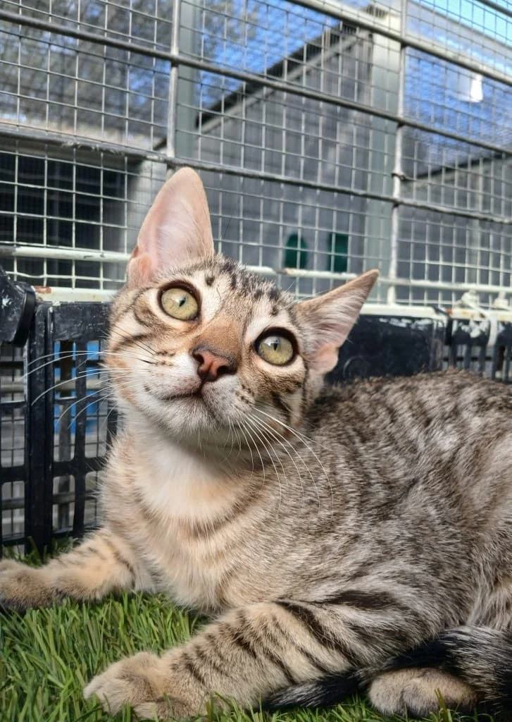 OLIVO, male puppy European Shorthair for adoption at CICAM