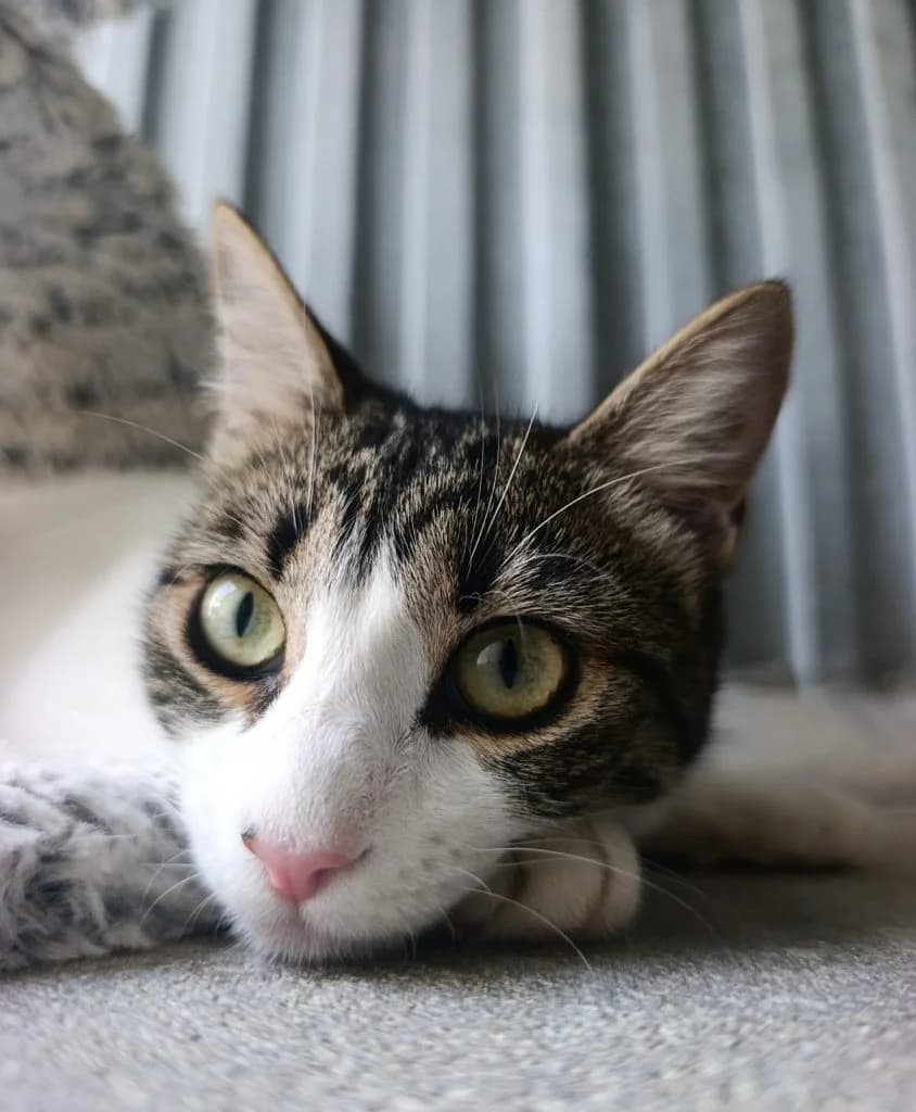 RITA, female young European Shorthair for adoption at CICAM