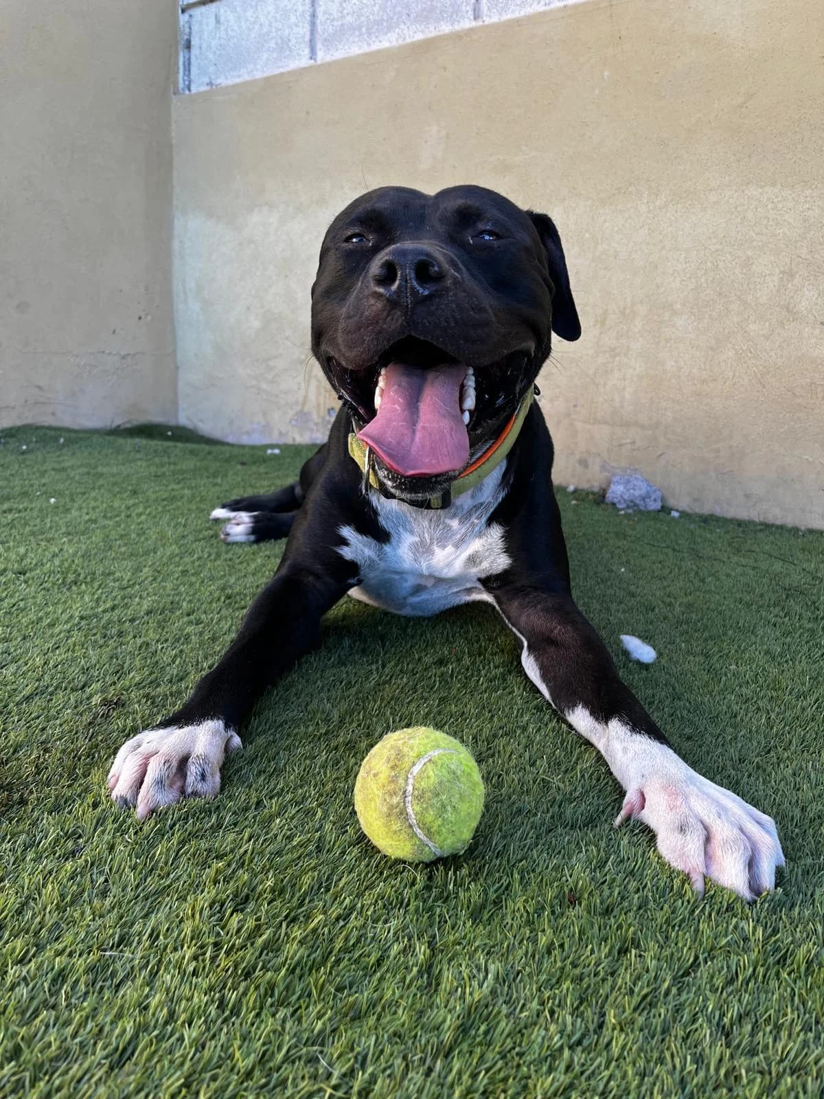 CHARLIE, mixed breed for adoption at CIMPA Adeje (Tenerife)