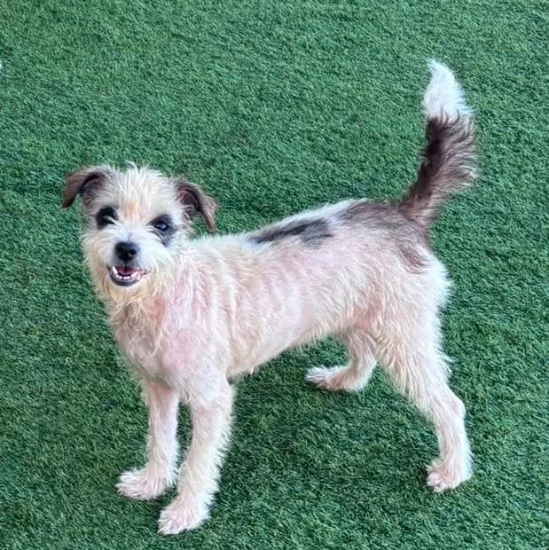 IRIS, mixed breed for adoption at CIMPA Adeje (Tenerife)