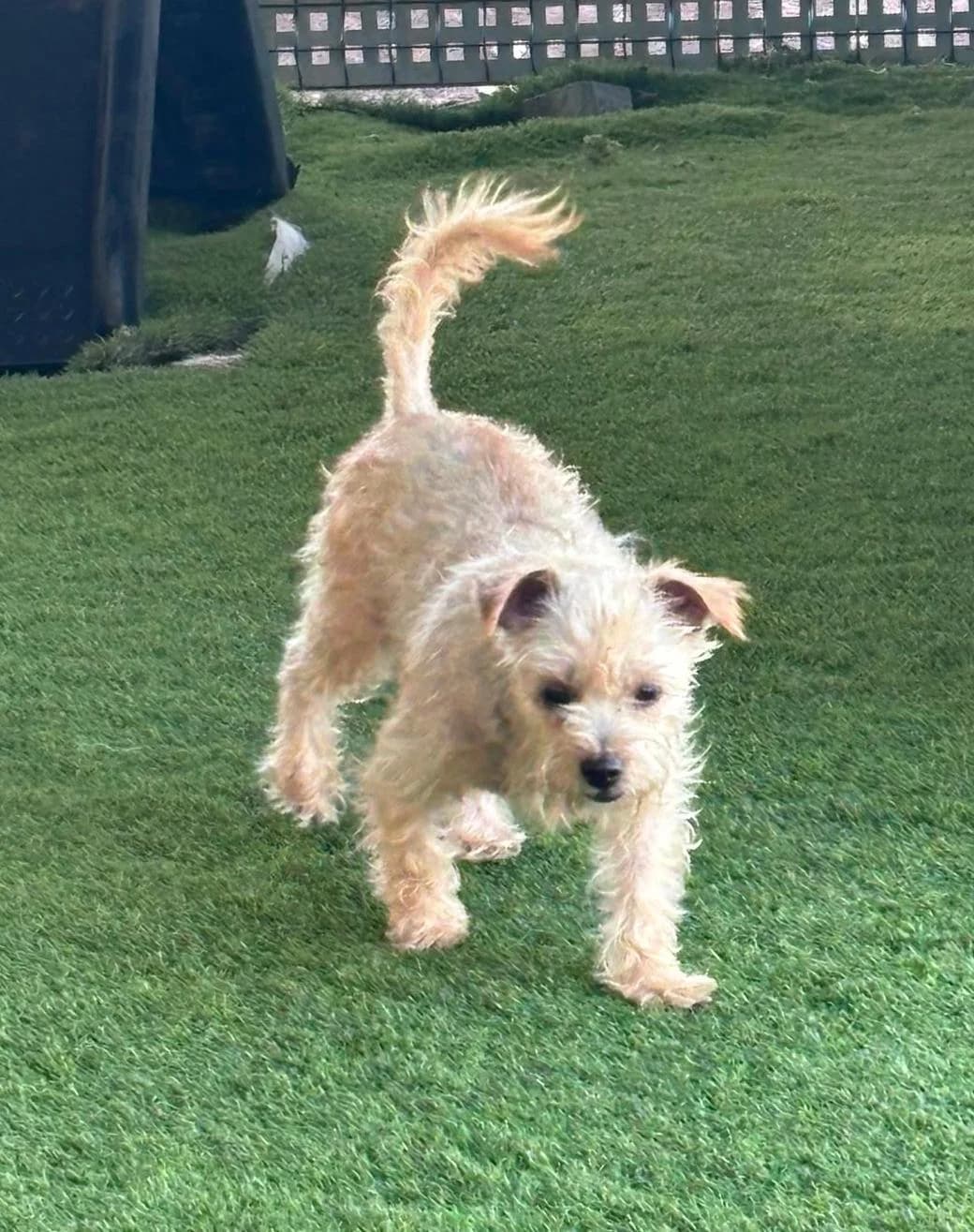 MIA, mixed breed for adoption at CIMPA Adeje (Tenerife)