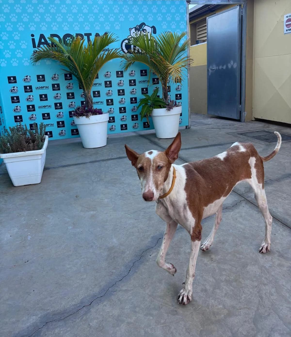 PRINCESA, mixed breed for adoption at CIMPA Adeje (Tenerife)