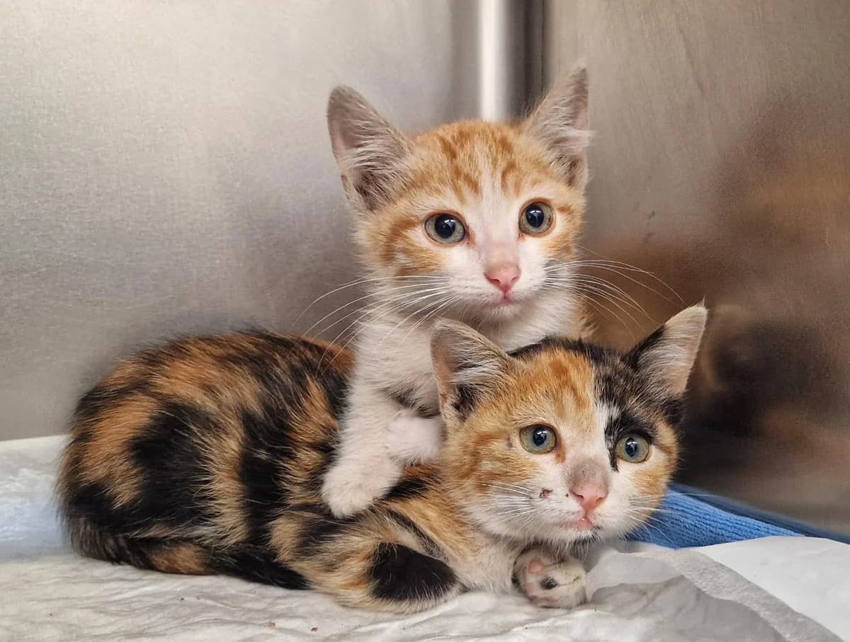Tao y Miso, mixed breed for adoption at CIMPA Adeje (Tenerife)