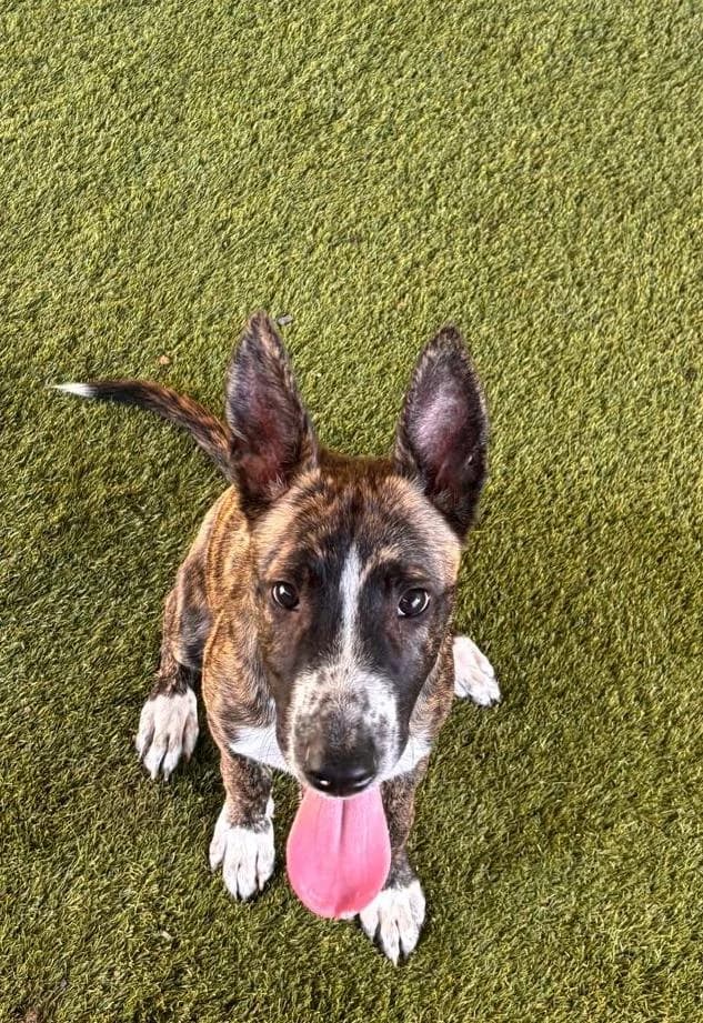 YOGA, mixed breed for adoption at CIMPA Adeje (Tenerife)