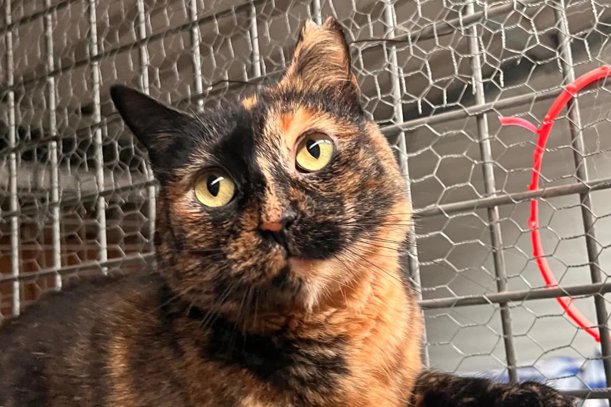 AJEDREZ, female European Shorthair for adoption at CIMPA Alcalá de Henares