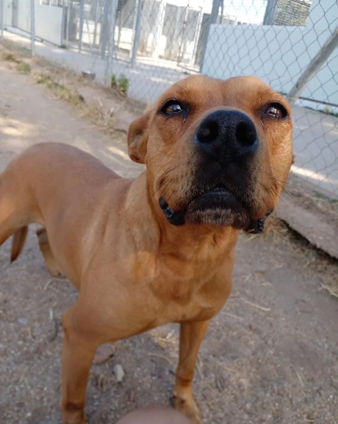 ALMA, female Mixed Breed for adoption at CIMPA Alcalá de Henares