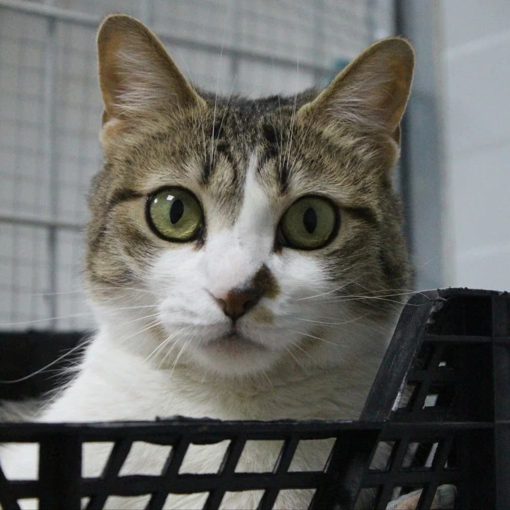ALMUDENA, female European Shorthair for adoption at CIMPA Alcalá de Henares