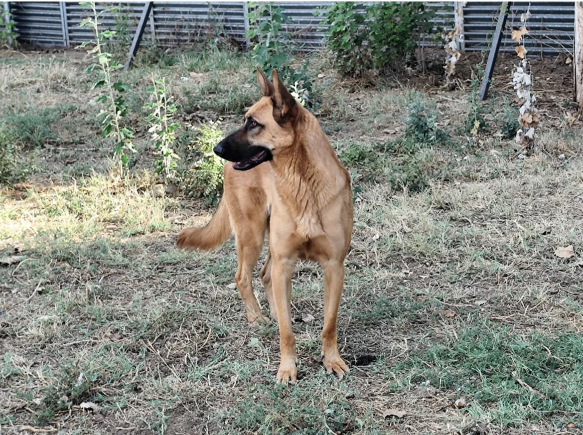ALTAIR, male Mixed Breed for adoption at CIMPA Alcalá de Henares