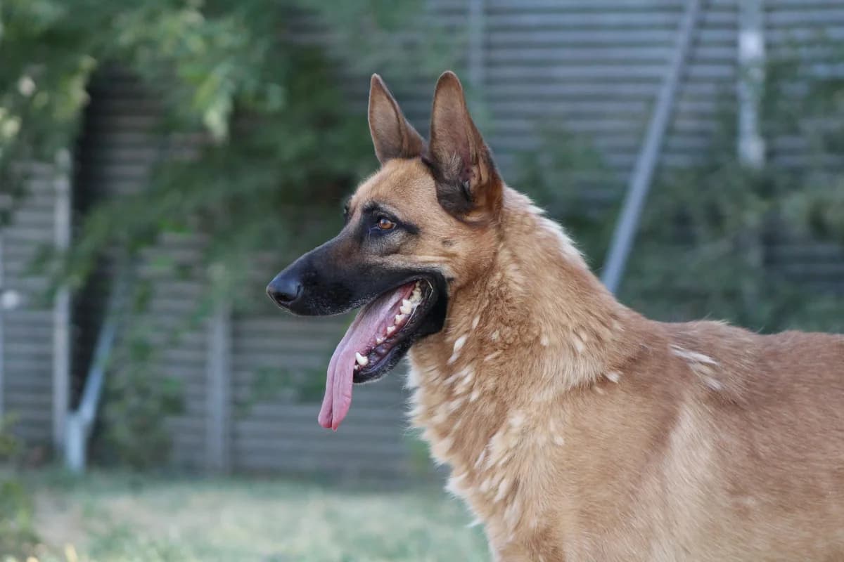 ALTAIR, male Mixed Breed for adoption at CIMPA Alcalá de Henares