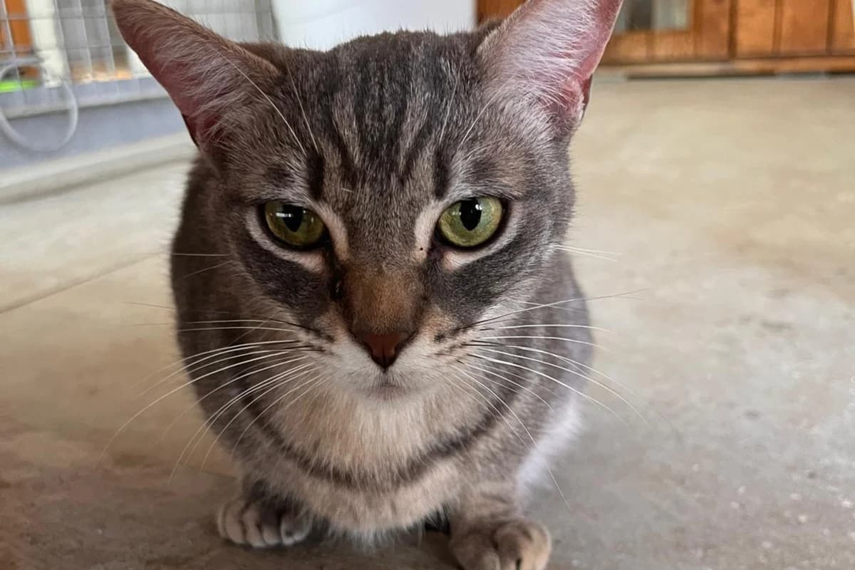 ANNABELLE, female European Shorthair for adoption at CIMPA Alcalá de Henares