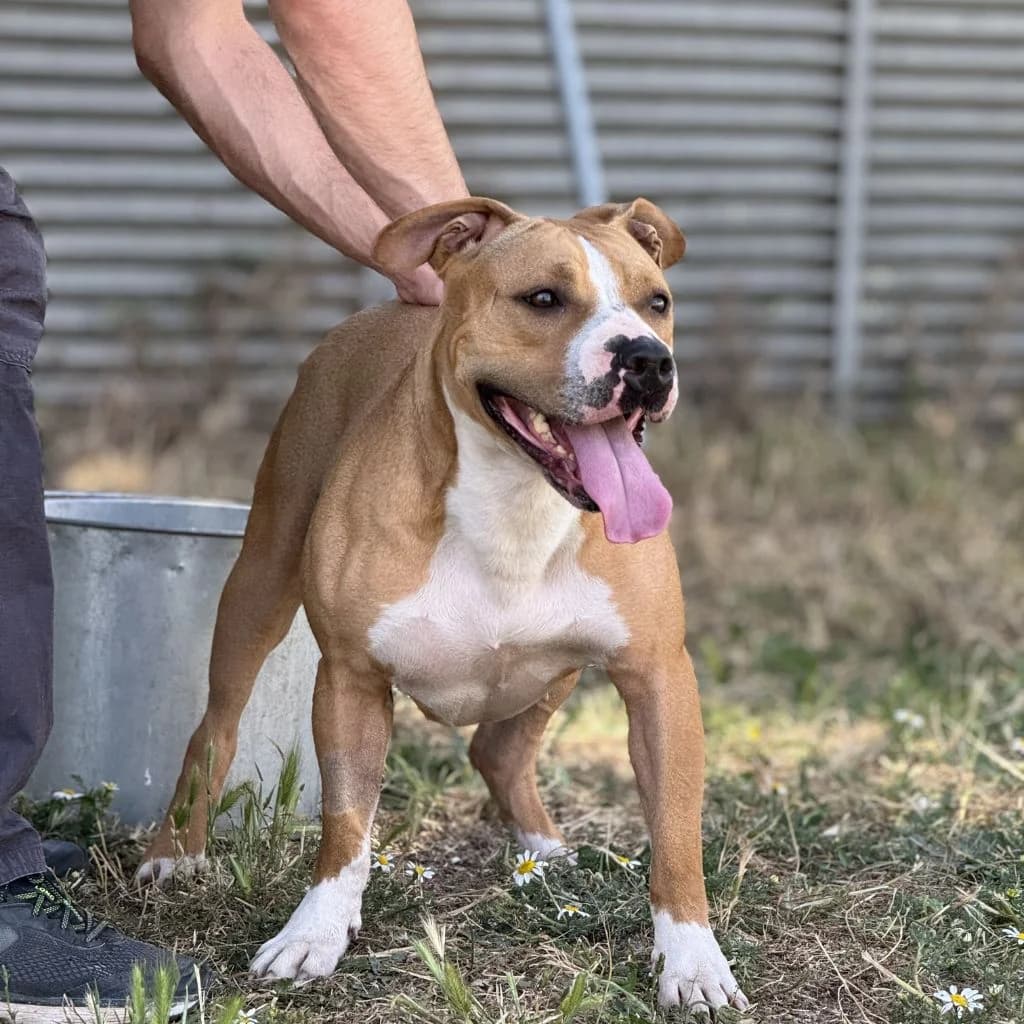 AREIA, female Mixed Breed for adoption at CIMPA Alcalá de Henares