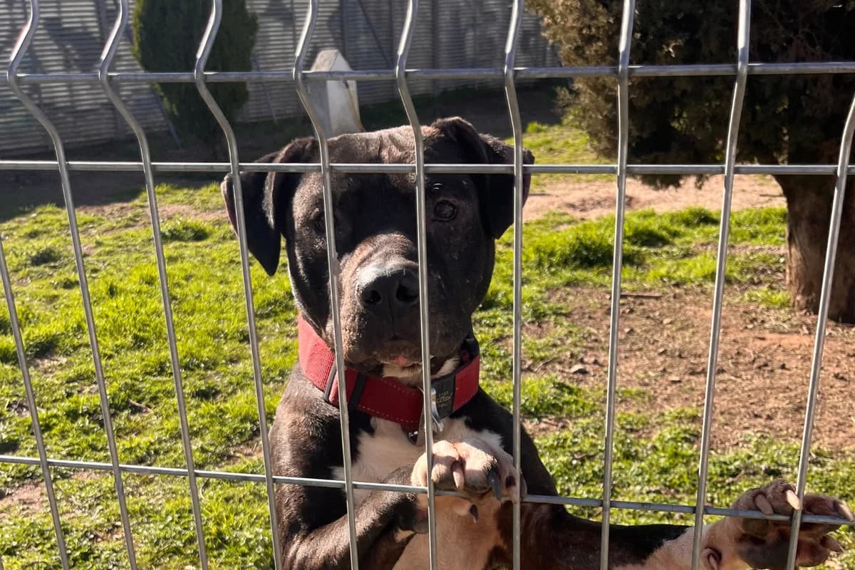 ATHILA, male Pit Bull Terrier for adoption at CIMPA Alcalá de Henares