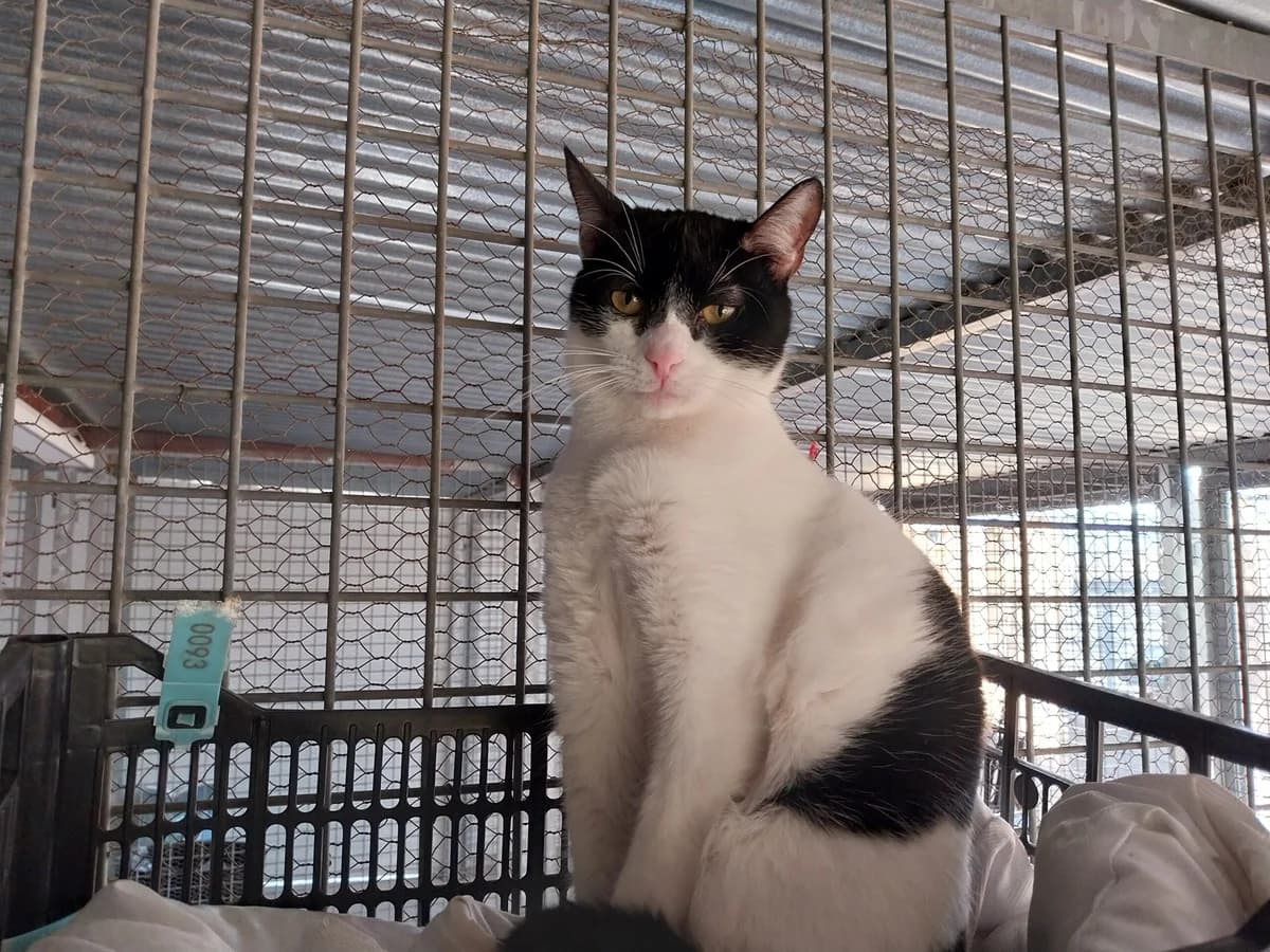 ÁTICA, female European Shorthair for adoption at CIMPA Alcalá de Henares