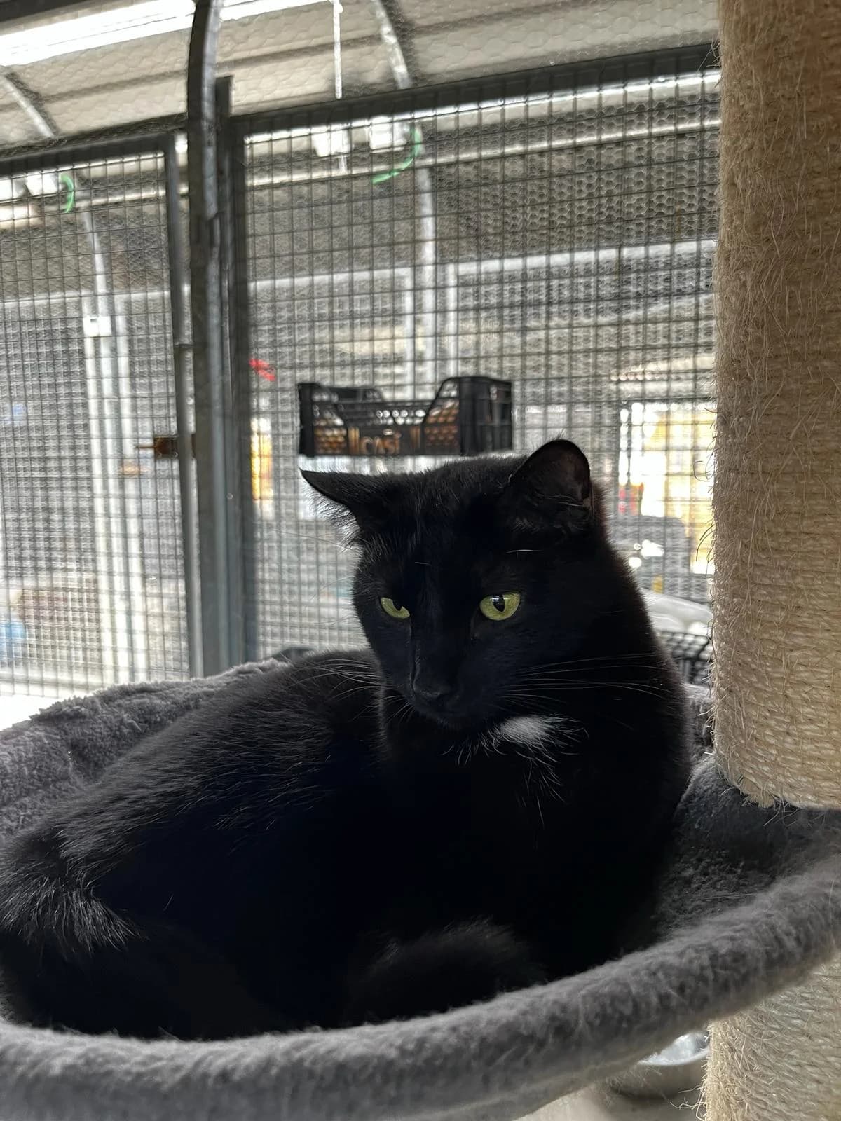 AUSTRIACO, male European Shorthair for adoption at CIMPA Alcalá de Henares