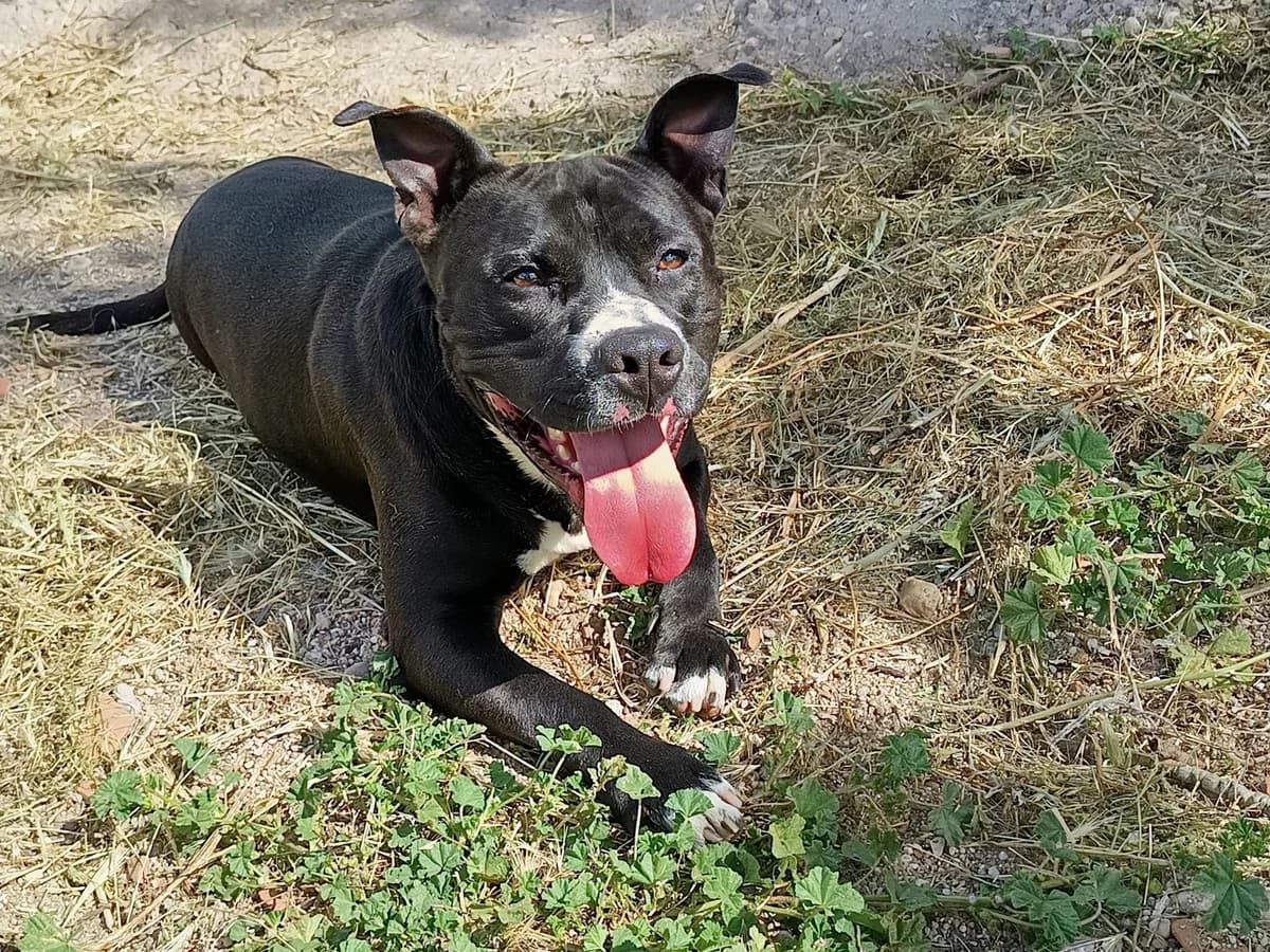 AVENGER, male American Staffordshire Terrier for adoption at CIMPA Alcalá de Henares