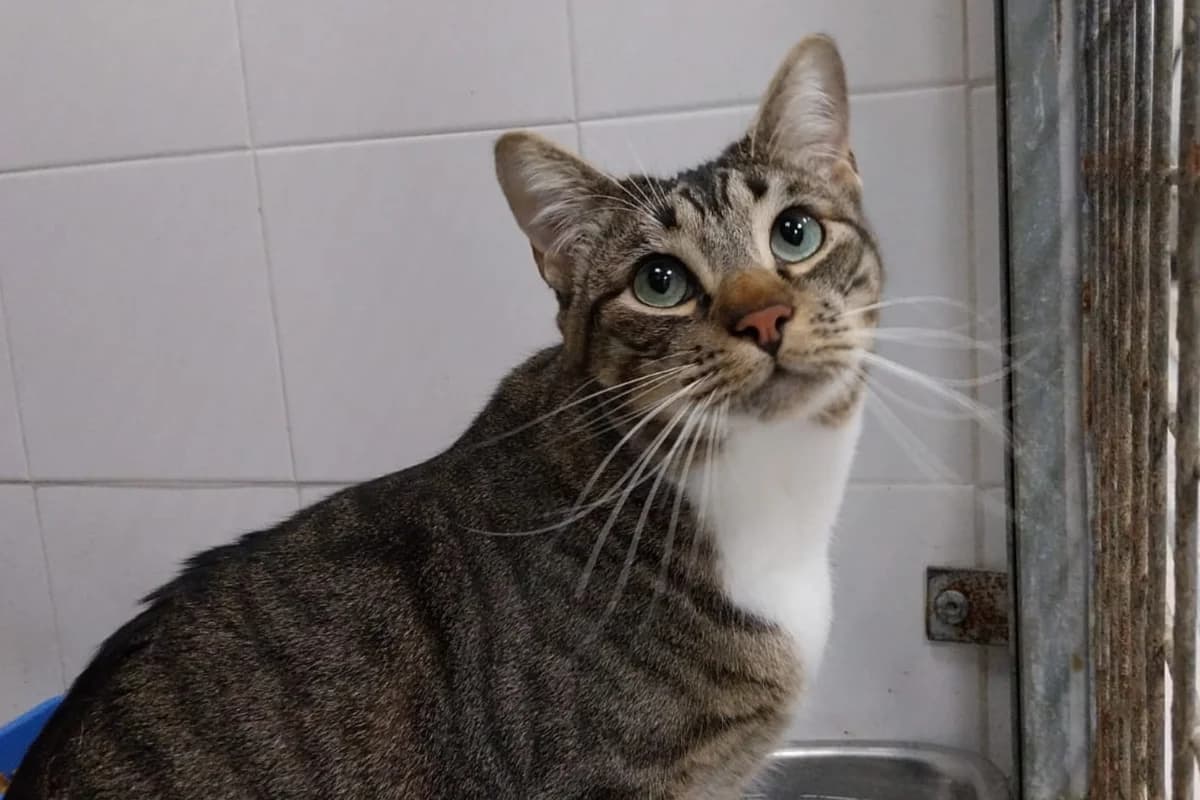 AXEL, male European Shorthair for adoption at CIMPA Alcalá de Henares