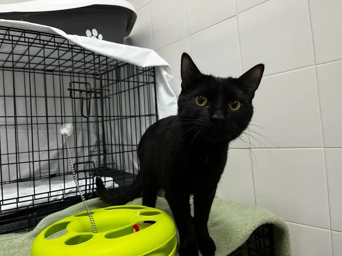 AZABACHE, male European Shorthair for adoption at CIMPA Alcalá de Henares