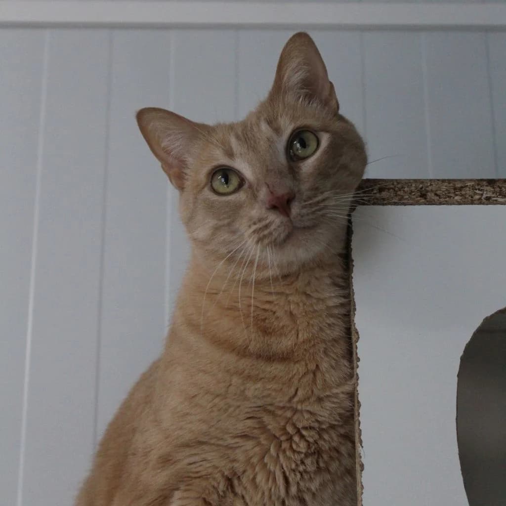 AZUFRE, male European Shorthair for adoption at CIMPA Alcalá de Henares